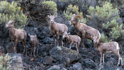 Bighorn Sheep Beatys Butte