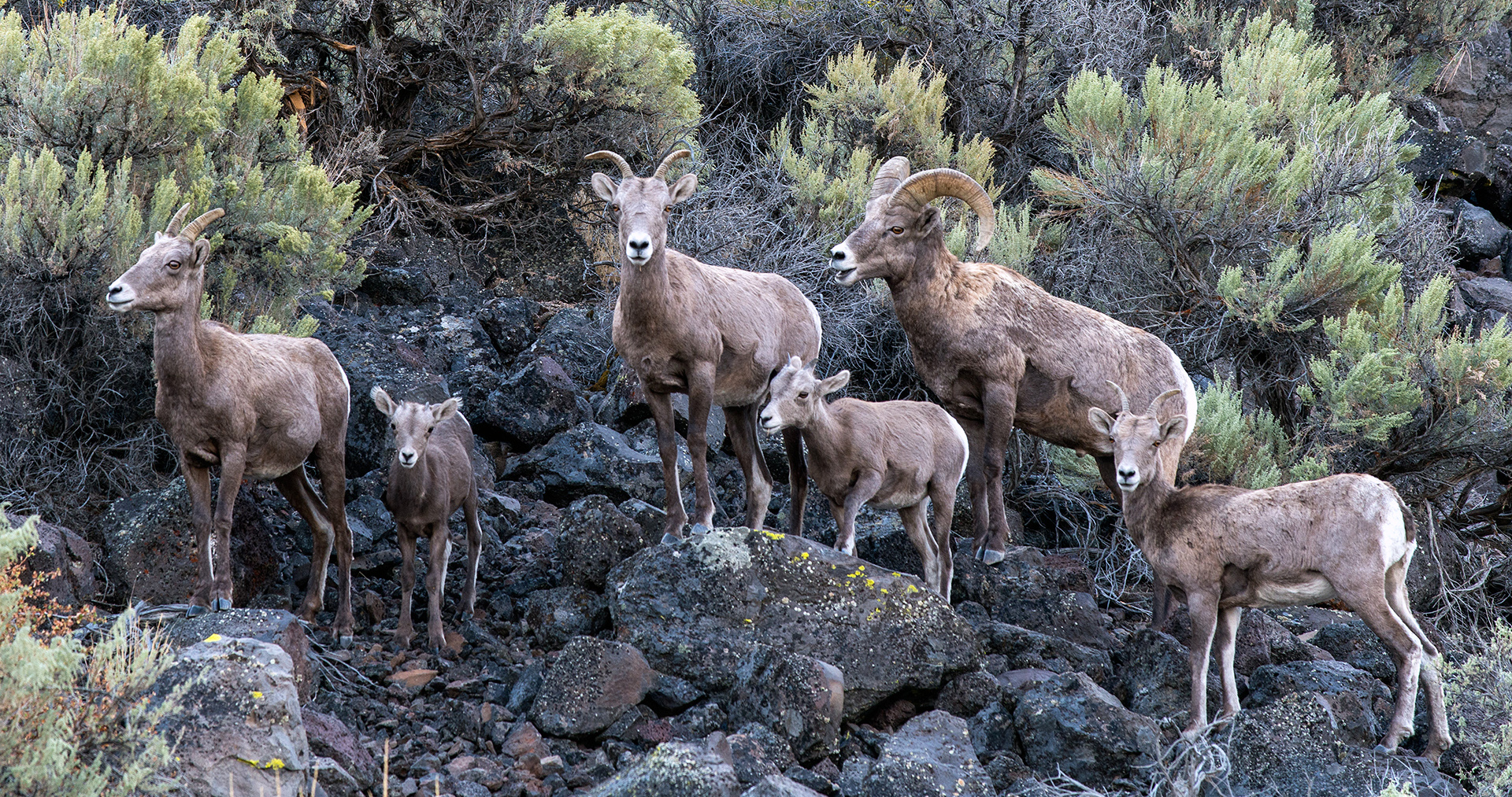 Bighorn Sheep Beatys Butte