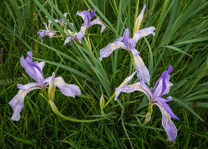 Western Blue Flag Irises