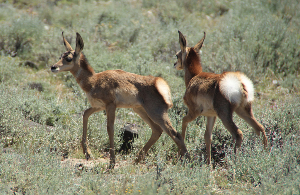 Pronghorn Fawns
