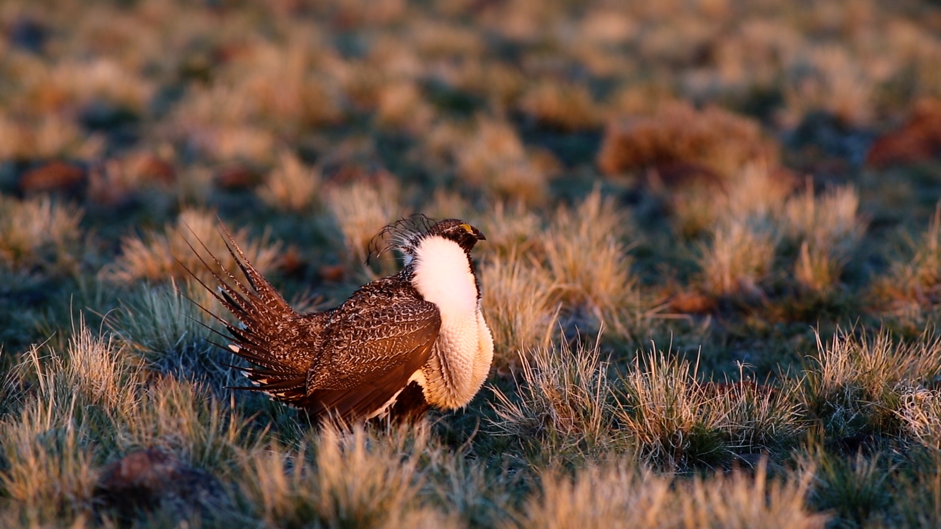 Sage Grouse