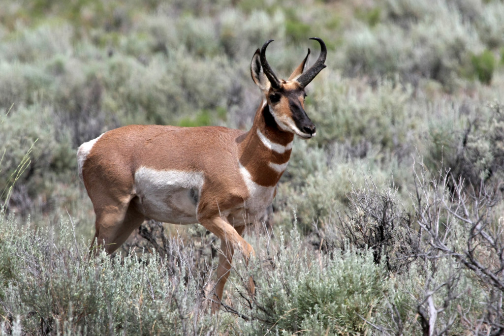 Pronghorn Antelope