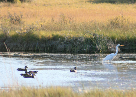 Summer Lake Wildlife Area